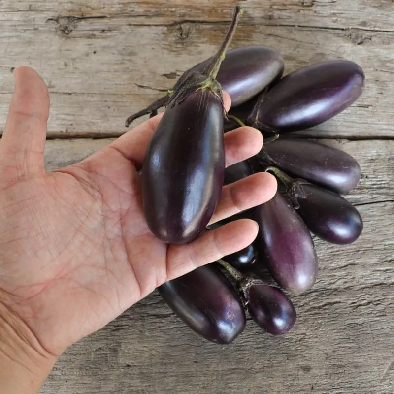 Patio Baby Eggplant (F1 Hybrid 45 Days)